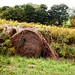 Marcia Fields Photo 31