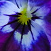 Robert Goins Photo 22