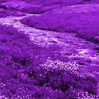 Carol Pennington Photo 4