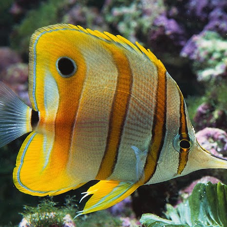 Jose Bocanegra Photo 15