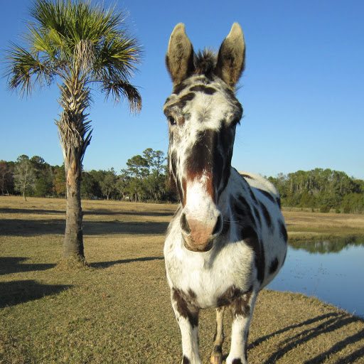 Elizabeth Steed Photo 25