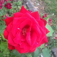 Janet Stansberry Photo 7