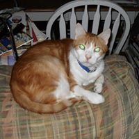 Tommy Ingram Photo 17