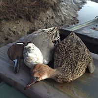 Harry Adams Photo 29