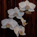 Sue Bloom Photo 11