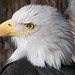 Sherry Eagle Photo 17
