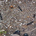 Barbara Combs Photo 20