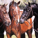 Debi Fitzgerald Photo 8