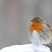 Robin Wolfe Photo 17