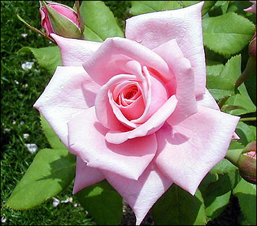 Donna Harvey Photo 37