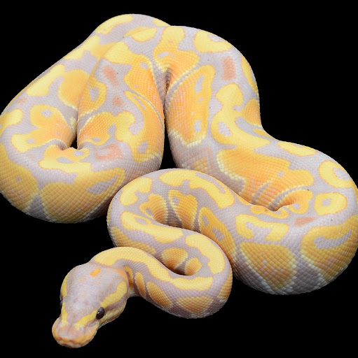 Gordon Williams Photo 37 Gordon Williams Photo 37