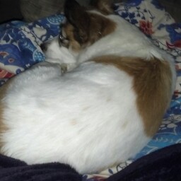 Linda Lieberman Photo 6