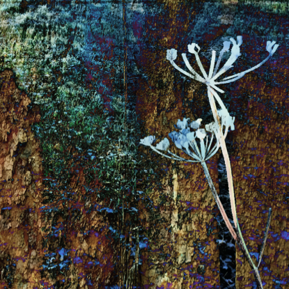 Janice Oliver Photo 8