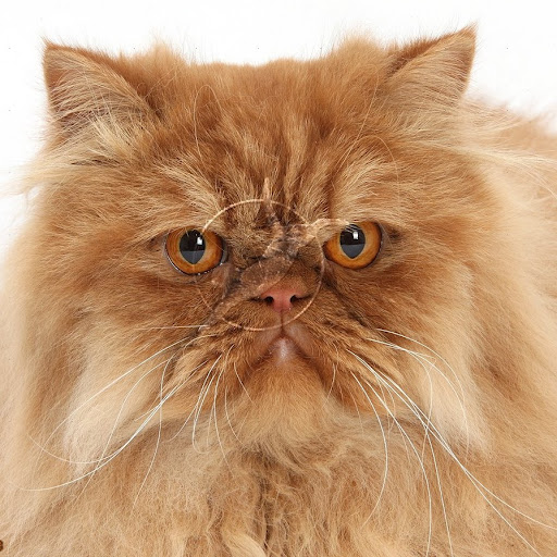 Thomas Moseley Photo 23