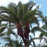 Susan Szabo Photo 24