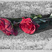 Victoria Rose Photo 9
