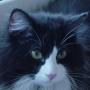Robin Strong Photo 28
