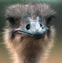 Brandon Thornton Photo 33