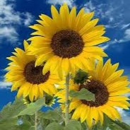 Arlene Perez Photo 33