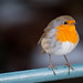 Robin Robins Photo 28