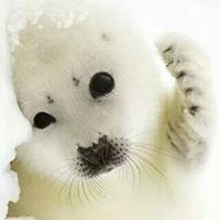 Teresa Farrar Photo 25