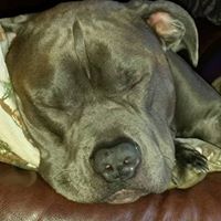 Renee Lowery Photo 7