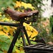 Paul Steptoe Photo 12