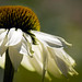 Michelle Swan Photo 24