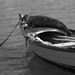 Brittany Seal Photo 14