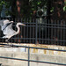 Charles Bird Photo 17