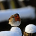 Robin Doering Photo 18