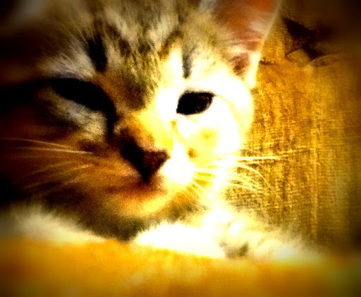 Misty Maxwell Photo 4