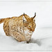 Nancy Wald Photo 4