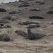 Dolores Seals Photo 11