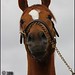 Marcie Howard Photo 20