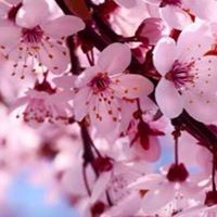 Karen Boren Photo 8