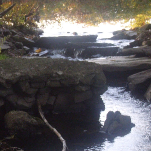 Theresa Pisciotta Photo 7