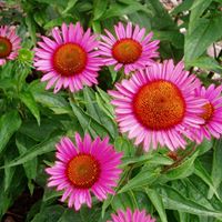 Frances Gilliland Photo 10