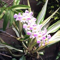 Robyn Anthony Photo 10