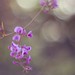 Judy Shields Photo 27