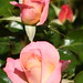 Rose Ross Photo 40