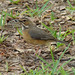 Robin Beard Photo 41