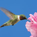 Sharon Harsh Photo 2