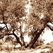 Kelly Branch Photo 45