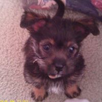 Cheryl Vogel Photo 31