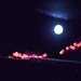 David Reed Photo 26