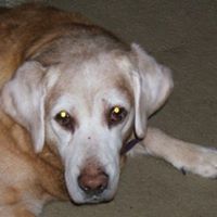 Dolores Harris Photo 7