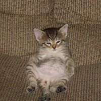 Deborah Purcell Photo 12 Deborah Purcell Photo 12