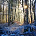 Jan Wald Photo 2