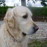 Harry Cooke Photo 10